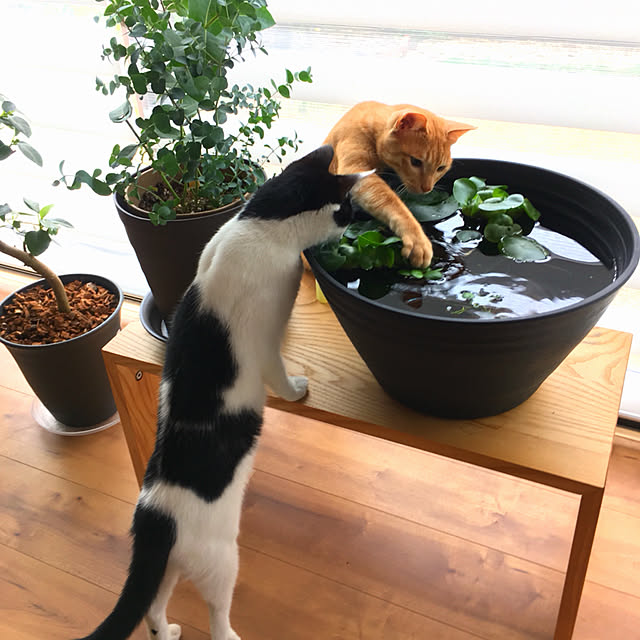 Yukinekoさんの実例写真