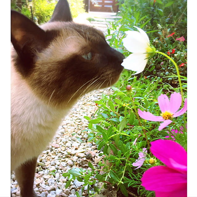 実例写真