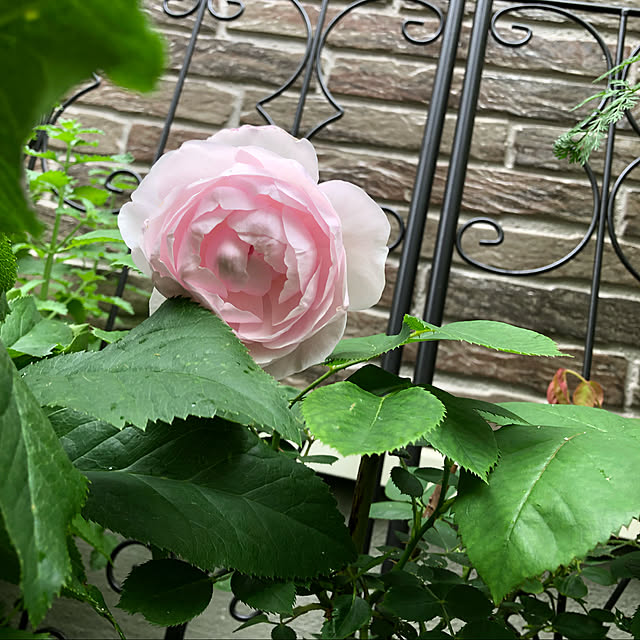mjさんの実例写真