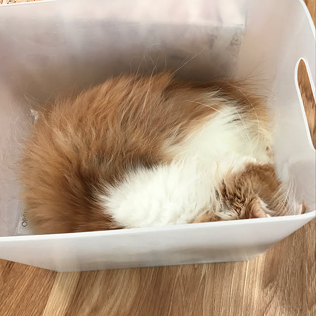 Chi_Zさんの実例写真