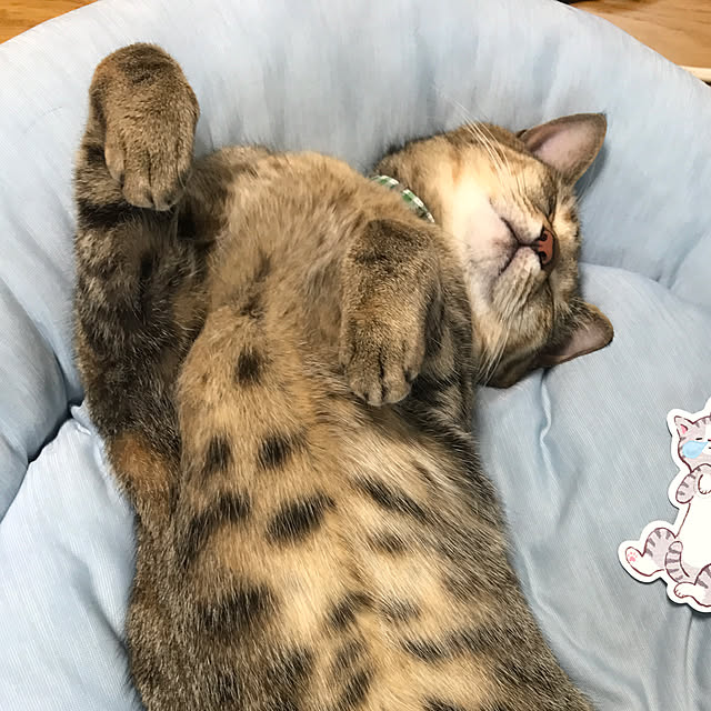 Tomokaさんの実例写真