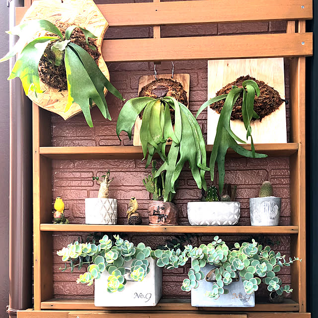 観葉植物 ビカクシダ板付けのおすすめ商品とおしゃれな実例 観葉植物 ビカクシダ板付けのおすすめ商品とおしゃれな実例