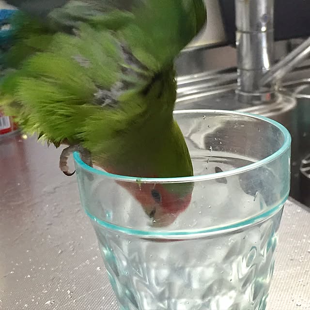 toratanさんの実例写真