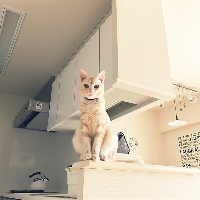 hiyupan88さんの実例写真