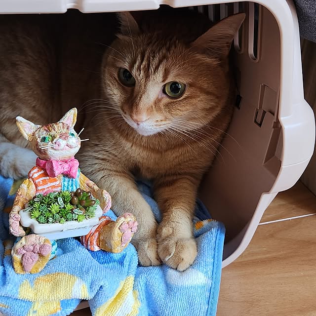 amtさんの実例写真