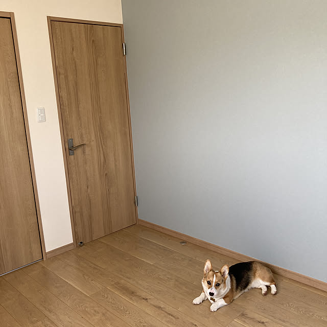 アクセントクロス/くすみカラー/犬と暮らす/コーギーのいる暮らし/部屋全体のインテリア実例 - 2022-04-22 16:10:30
