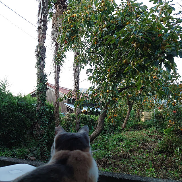 fukuさんの実例写真