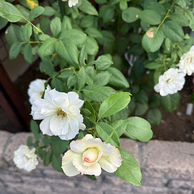 RoseLife5818さんの実例写真
