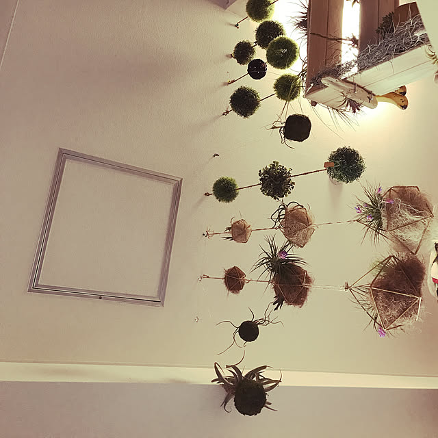 キッチン/観葉植物/多肉植物/DIY/100均のインテリア実例 - 2017-12-09 15:04:59