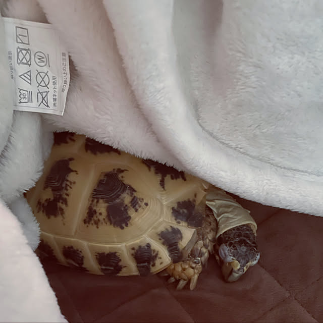 seaさんの実例写真