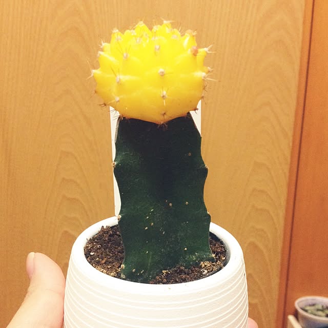CHIROさんの実例写真