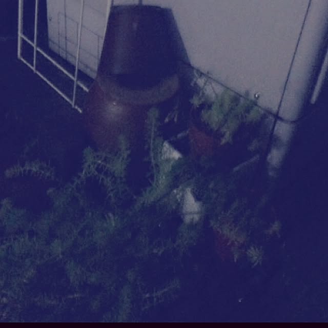 shienaさんの実例写真