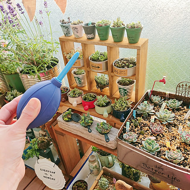 sakusakuさんの実例写真