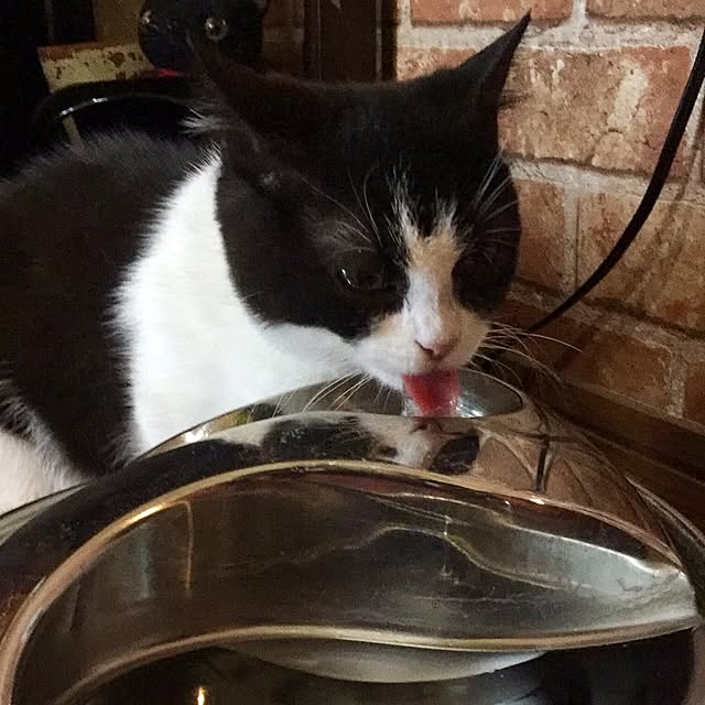 butachanさんの実例写真
