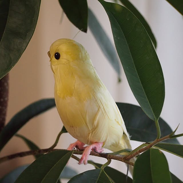 shirokinaさんの実例写真
