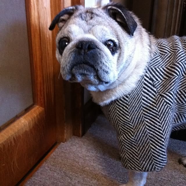 pug.fukuさんの実例写真
