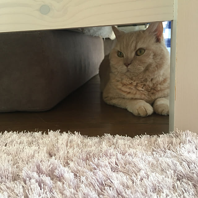naokoさんの実例写真