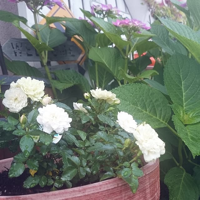 実例写真