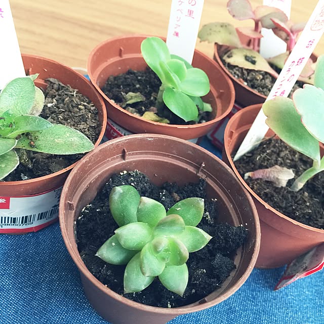 yuttanさんの実例写真