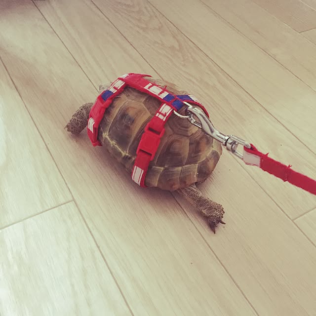 majoさんの実例写真
