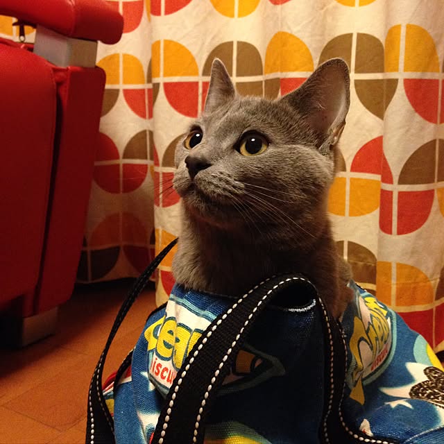 ikettenさんの実例写真