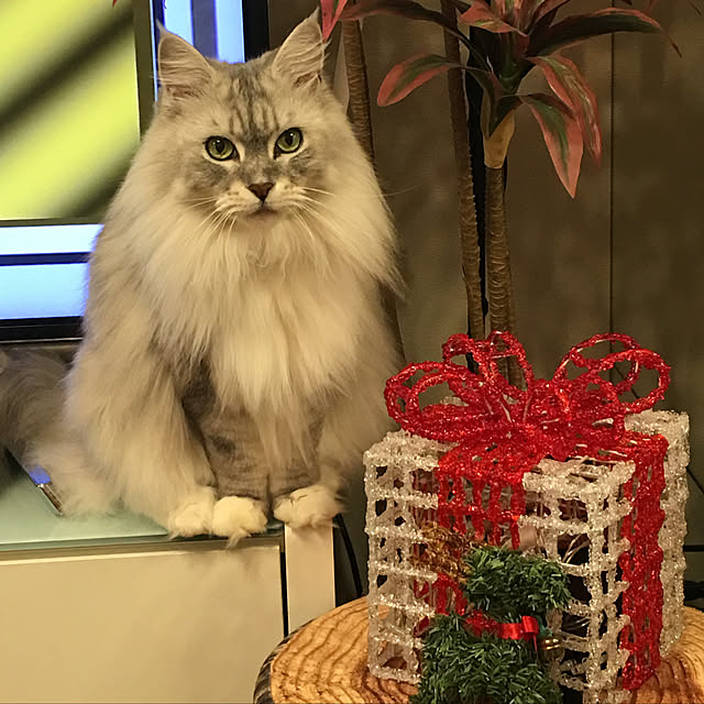 Chitoseさんの実例写真