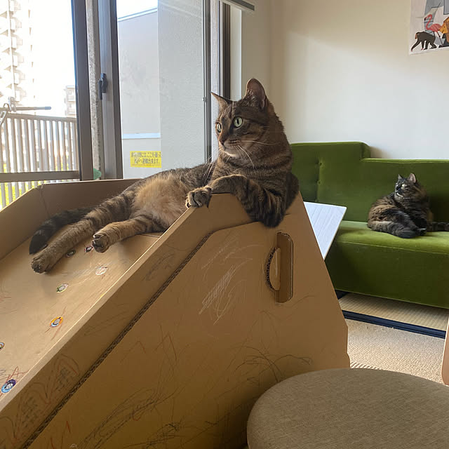 mikomaruさんの実例写真