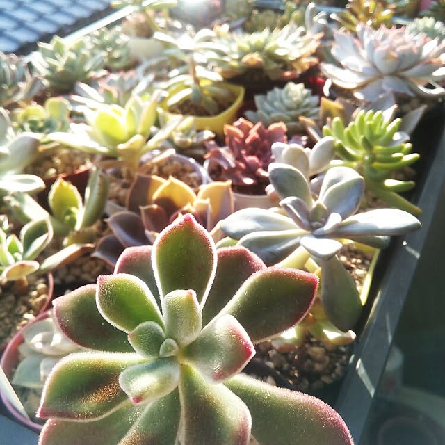 VERANDARJUNさんの実例写真