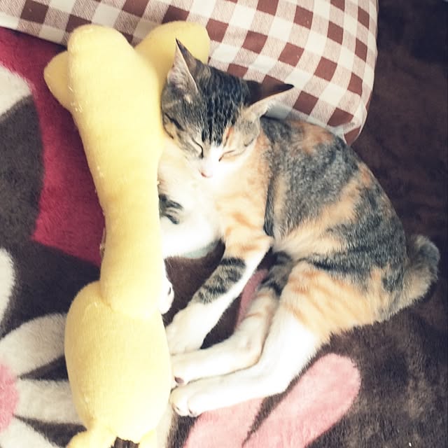 Mayさんの実例写真