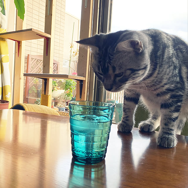 yuzuaoさんの実例写真