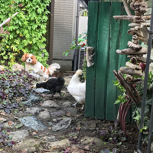pepeさんの実例写真