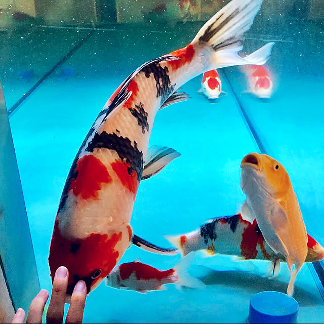 chieさんの実例写真