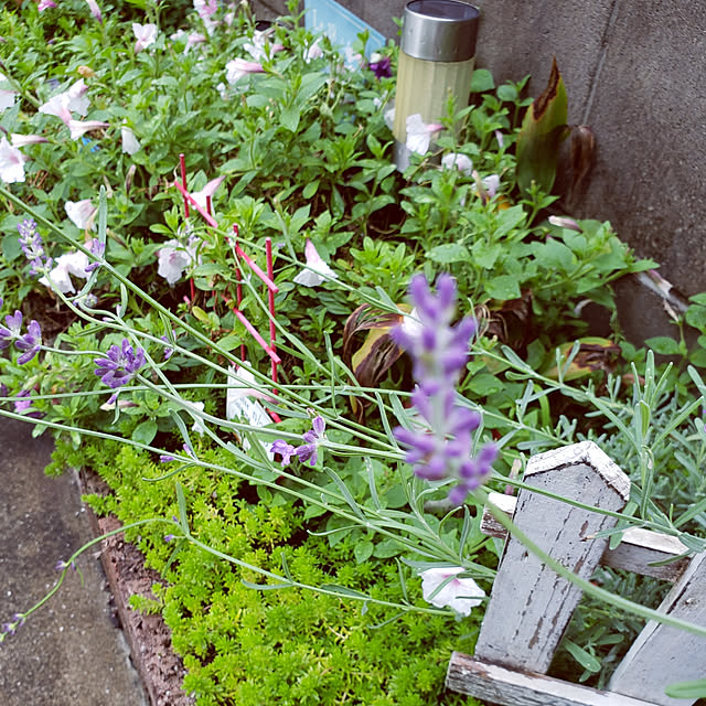 natyenaoさんの実例写真