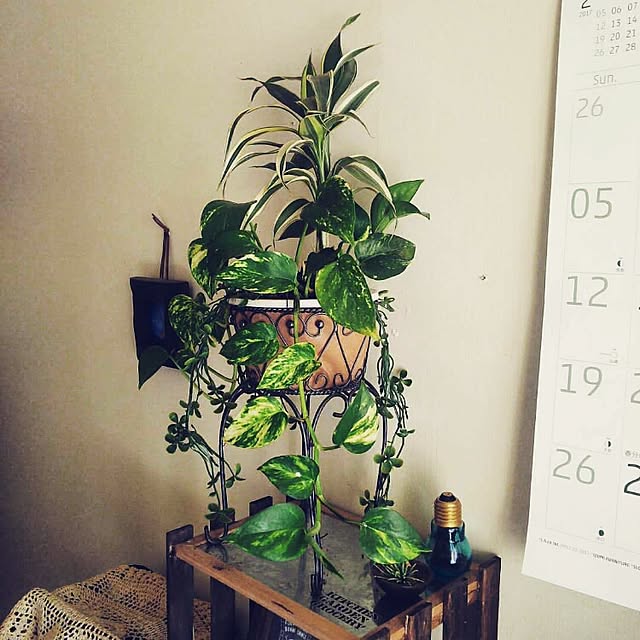 midoriさんの実例写真