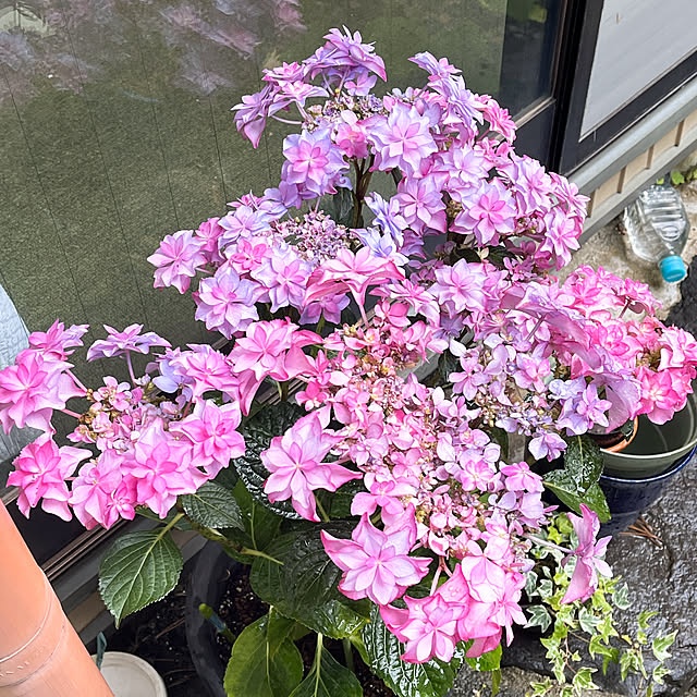 eshinobumさんの部屋