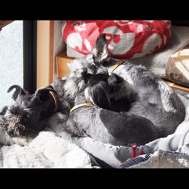 satobonmamaさんの実例写真