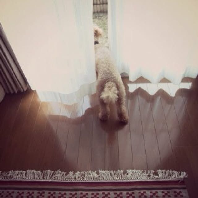 rieさんの実例写真