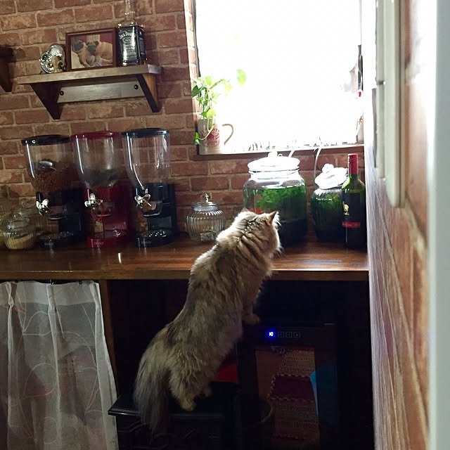 butachanさんの実例写真