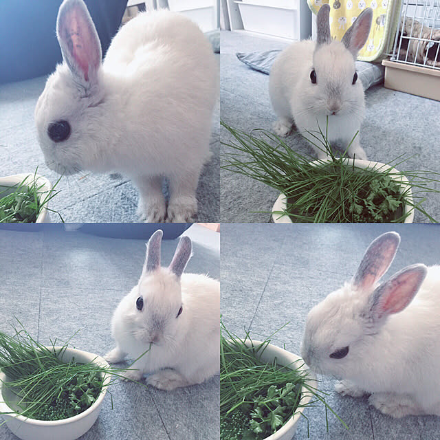 部屋全体/ハイツ/うさぎと暮らすのインテリア実例 - 2018-04-03 15:17:46