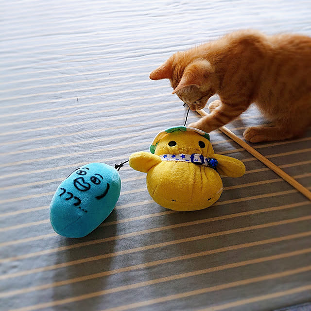 kikiさんの実例写真