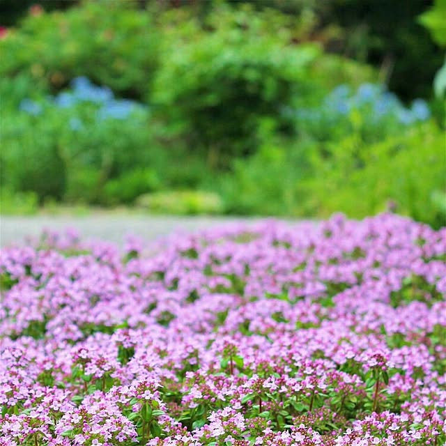 naho81078さんの実例写真