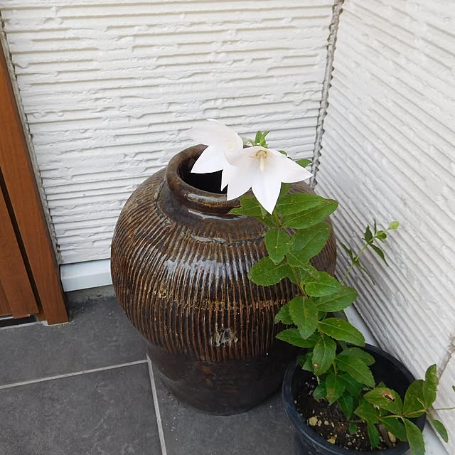 紹興酒 壺 カメ 骨董 話し掛け 花瓶 庭 インテリア オブジェ