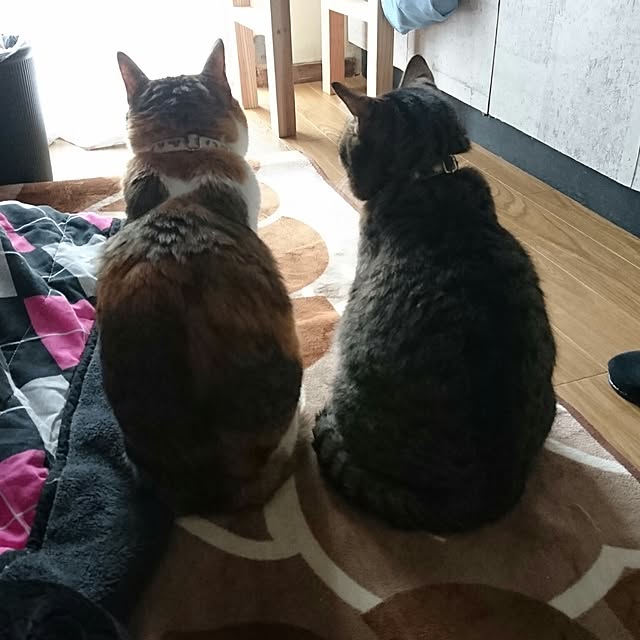 berariさんの実例写真