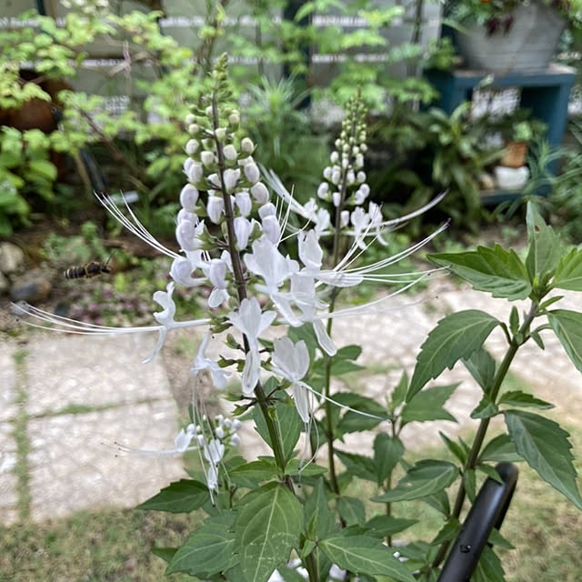 min_nimさんの実例写真