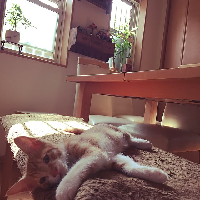 Hamuさんの実例写真