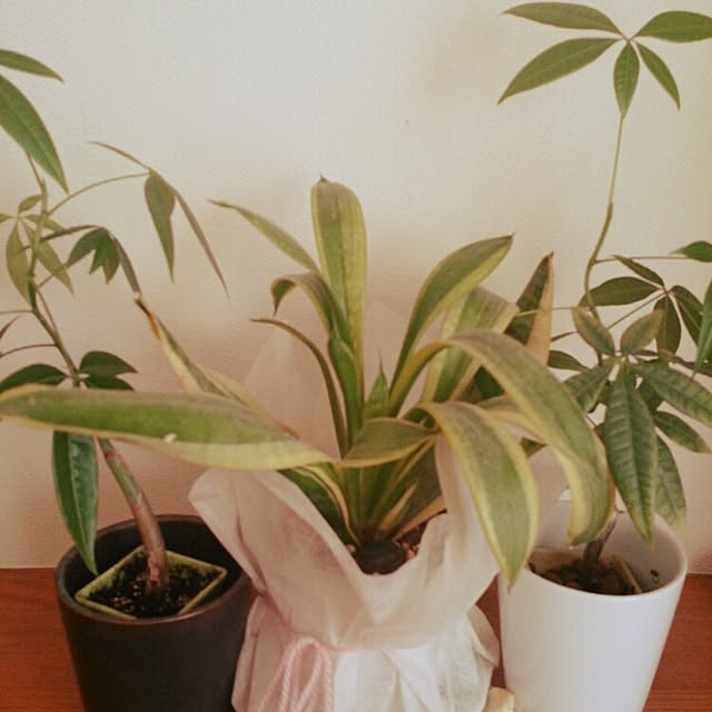 棚/植物のインテリア実例 - 2014-12-31 09:52:03