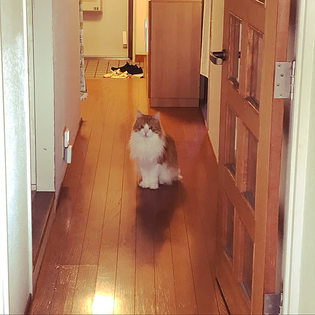 uchidaizuさんの実例写真