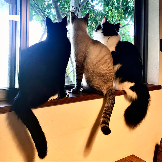 butachanさんの実例写真