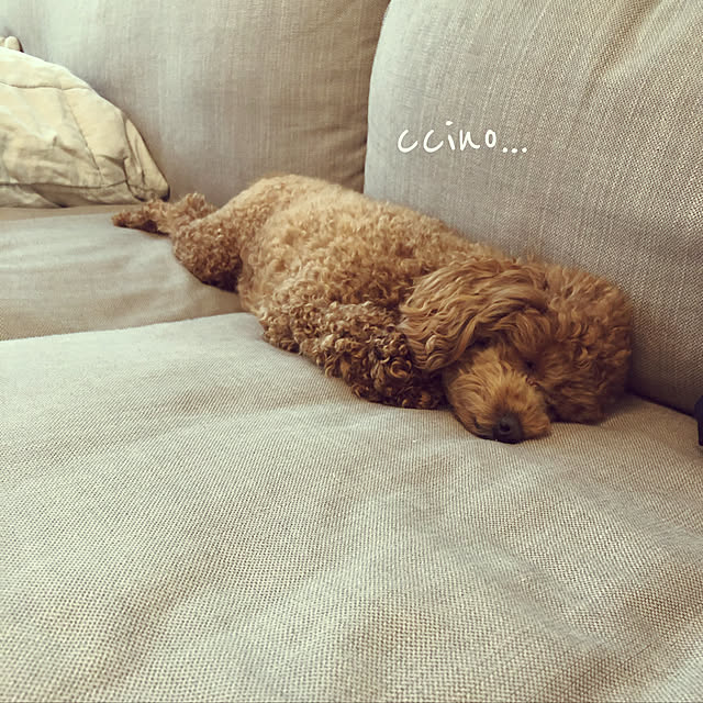nikoさんの実例写真