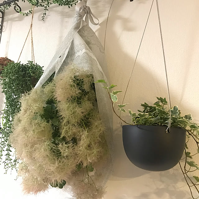 スモークツリー/ドライフラワー/観葉植物/リビングのインテリア実例 - 2021-06-07 06:46:50